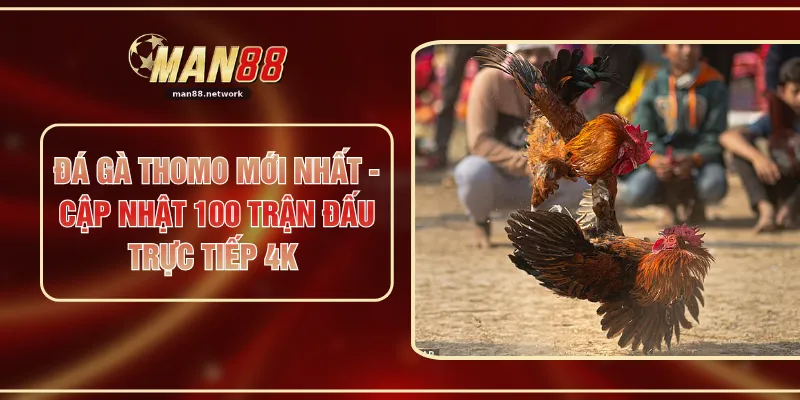 Đá Gà Thomo Mới Nhất - Cập Nhật 100 Trận Đấu Trực Tiếp 4K