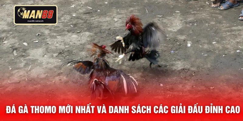 Đá gà Thomo mới nhất và danh sách các giải đấu đỉnh cao