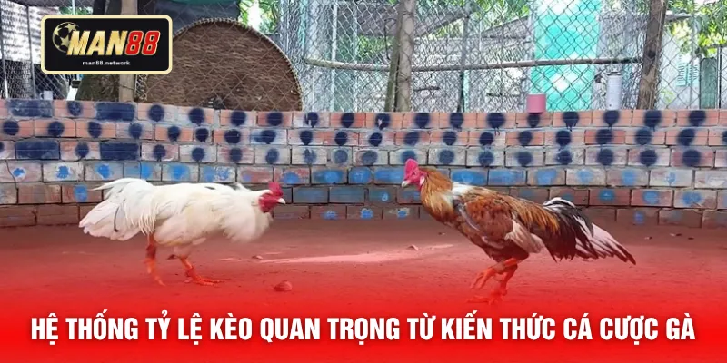 Hệ thống tỷ lệ kèo quan trọng từ kiến thức cá cược gà 