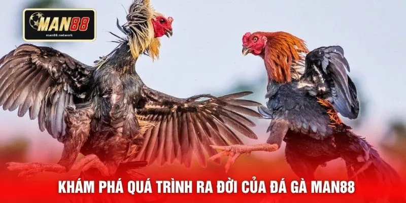 Khám phá quá trình ra đời của đá gà MAN88