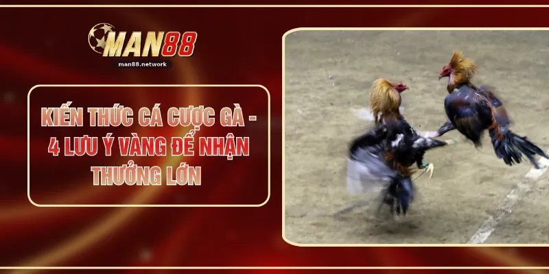 Kiến Thức Cá Cược Gà - 4 Lưu Ý Vàng Để Nhận Thưởng Lớn
