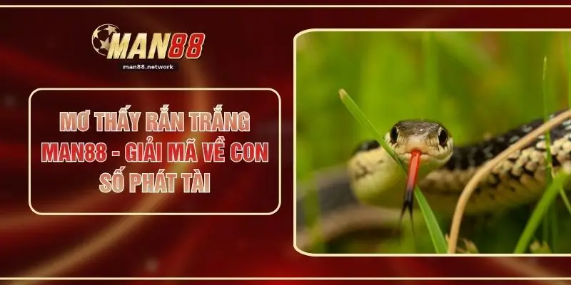 Mơ Thấy Rắn Trắng MAN88 - Giải Mã Về Con Số Phát Tài