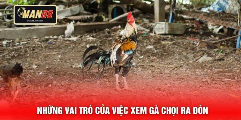 Những vai trò của việc xem gà chọi ra đòn