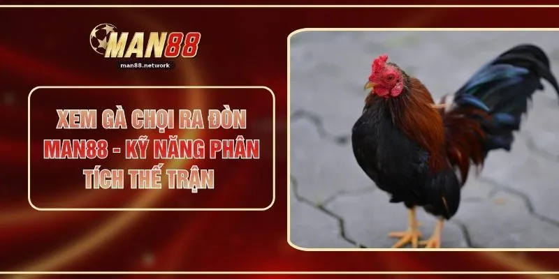 Xem Gà Chọi Ra Đòn MAN88 - Kỹ Năng Phân Tích Thế Trận
