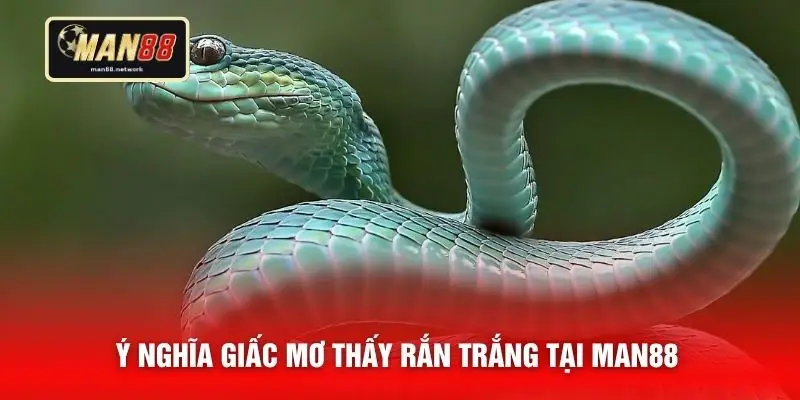Ý nghĩa giấc mơ thấy rắn trắng tại MAN88